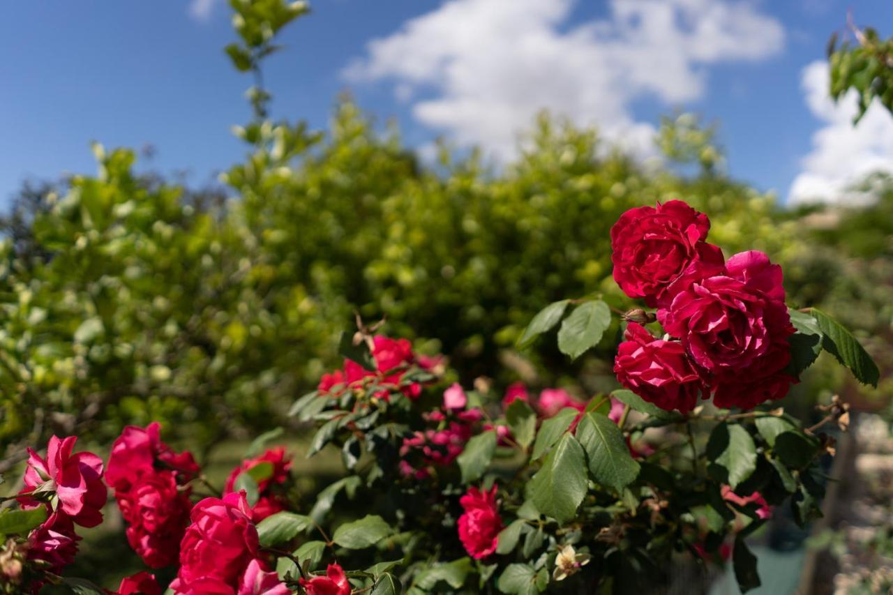 Camagna Country House Santa Ninfa エクステリア 写真